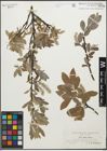 Foto von Salix glauca L.